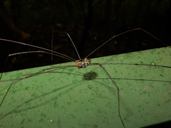 Pseudogagrella taiwana
