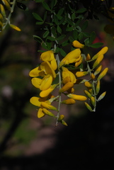 Genista canariensis