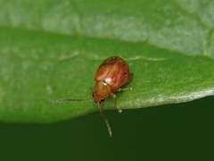 Sphaeroderma testaceum