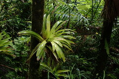 Guzmania