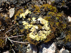 Gyalolechia bracteata