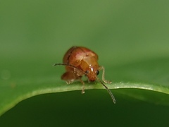 Sphaeroderma testaceum