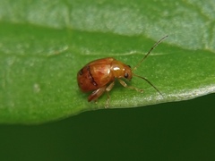 Sphaeroderma testaceum