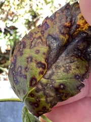 Rosisphaerella rosicola