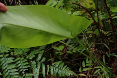 Anthurium dominicense
