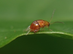 Sphaeroderma testaceum