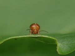 Sphaeroderma testaceum