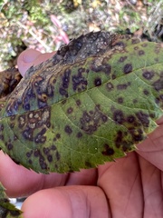 Rosisphaerella rosicola