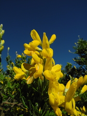Genista canariensis