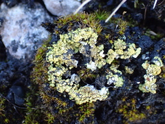 Gyalolechia bracteata