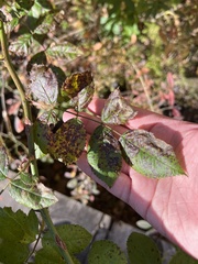 Rosisphaerella rosicola