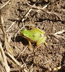 Hyla eximia