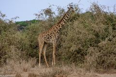 Giraffa camelopardalis