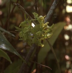 Epidendrum amphistomum