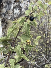 Xylocopa darwini