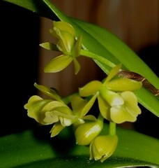 Epidendrum amphistomum