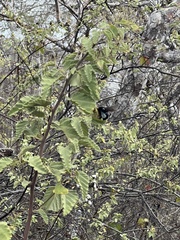 Xylocopa darwini