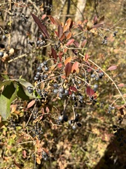 Ligustrum obtusifolium