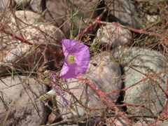 Ipomoea ternifolia