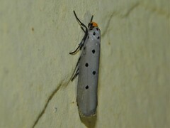 Ethmia