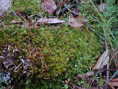 Plagiomnium venustum