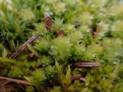 Plagiomnium venustum