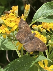 Polyctor enops