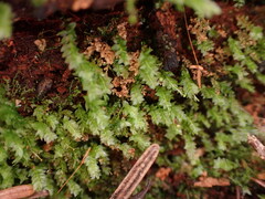 Tetraphis pellucida