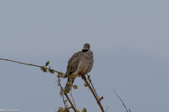 Streptopelia capicola