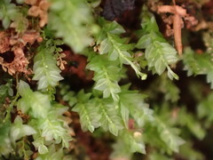 Tetraphis pellucida