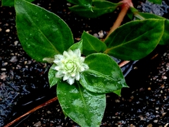 Gomphrena celosioides