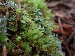 Aulacomnium androgynum