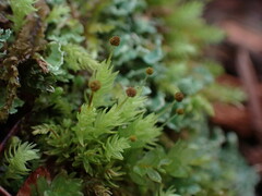 Aulacomnium androgynum
