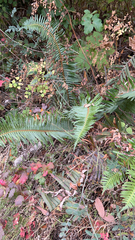 Polystichum munitum