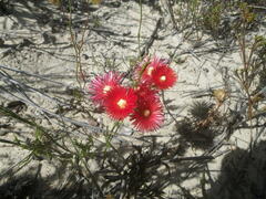 Lampranthus coccineus