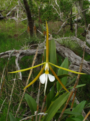Epidendrum nocturnum