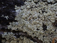 Parmeliopsis ambigua