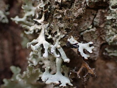 Hypogymnia physodes