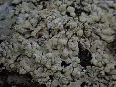 Parmeliopsis ambigua