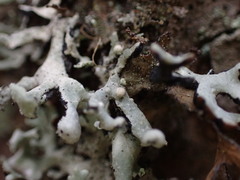 Tremella hypogymniae