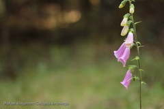Digitalis purpurea