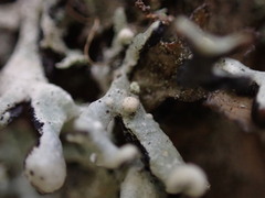 Tremella hypogymniae