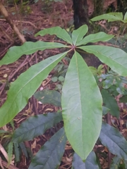 Schefflera digitata