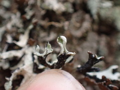 Hypogymnia physodes