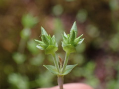 Arenaria
