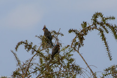 Urocolius macrourus