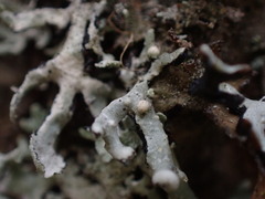 Tremella hypogymniae
