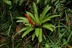 Guzmania berteroniana