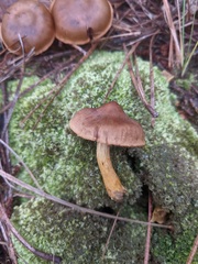 Cortinarius