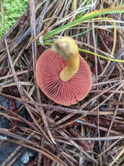 Cortinarius